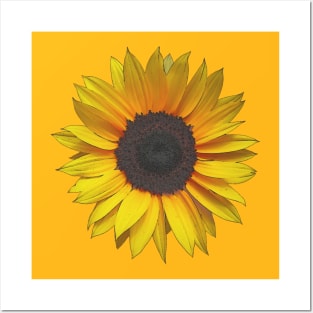 Sunflower Posters and Art